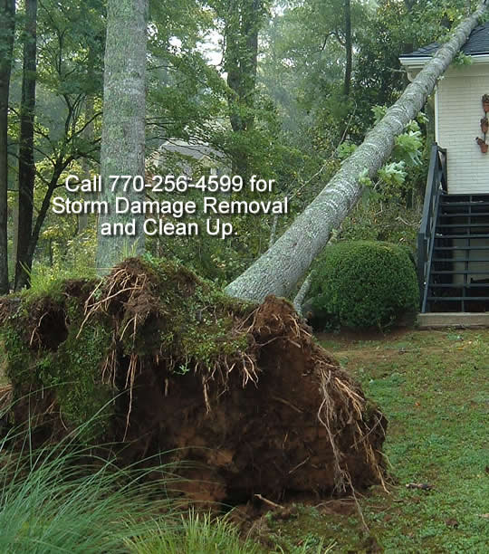 Tree Service Dunwoody, GA.